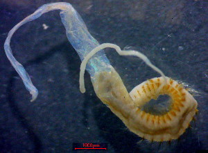  ( - OUCJ040203)  @11 [ ] CreativeCommons - Attribution Non-Commercial Share-Alike (2021) Hong Zhou Ocean University of China