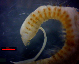  ( - OUCJ040203)  @11 [ ] CreativeCommons - Attribution Non-Commercial Share-Alike (2021) Hong Zhou Ocean University of China