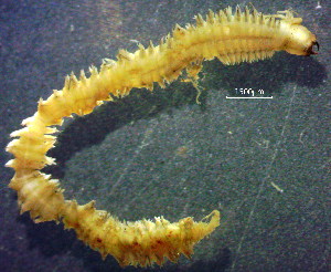  (Perinereis aibuhitensis - OUCQDBSB1512HP40101)  @11 [ ] CreativeCommons - Attribution Non-Commercial Share-Alike (2018) Hong Zhou Ocean University of China