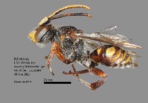  (Nomada sp. MS6 - IAE103462)  @11 [ ] CreativeCommons  Attribution Non-Commercial Share-Alike (2022) David Cappaert Institute for Applied Ecology