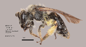 (Andrena sp. MS.21D - IAE108117)  @11 [ ] CreativeCommons  Attribution Non-Commercial Share-Alike (2022) David Cappaert Institute for Applied Ecology