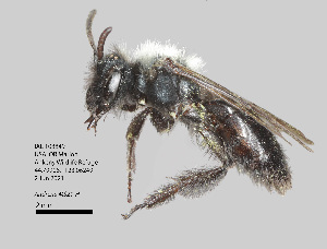  (Andrena sp. MS.21H - IAE108849)  @11 [ ] CreativeCommons  Attribution Non-Commercial Share-Alike (2022) David Cappaert Institute for Applied Ecology