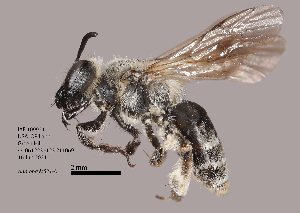  (Andrena sp. MS.21A - IAE109921)  @11 [ ] CreativeCommons  Attribution Non-Commercial Share-Alike (2022) David Cappaert Institute for Applied Ecology