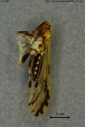  ( - INV17815)  @11 [ ] Creative Commons Attribution NonCommercial ShareAlike (2024) (2024) Research Center in Biodiversity and Genetic Resources Research Center in Biodiversity and Genetic Resources