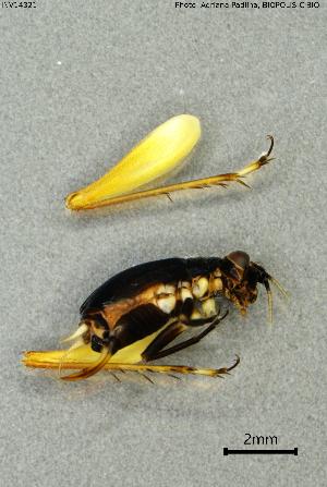  ( - INV14321)  @11 [ ] Creative Commons Attribution NonCommercial ShareAlike (2024) (2024) Research Center in Biodiversity and Genetic Resources Research Center in Biodiversity and Genetic Resources