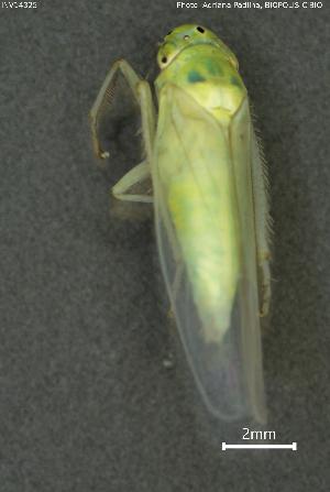  ( - INV14325)  @11 [ ] Creative Commons Attribution NonCommercial ShareAlike (2024) (2024) Research Center in Biodiversity and Genetic Resources Research Center in Biodiversity and Genetic Resources