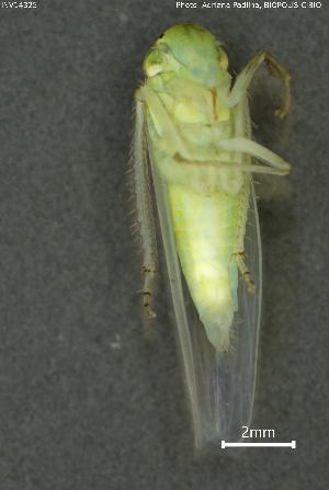  ( - INV14325)  @11 [ ] Creative Commons Attribution NonCommercial ShareAlike (2024) (2024) Research Center in Biodiversity and Genetic Resources Research Center in Biodiversity and Genetic Resources