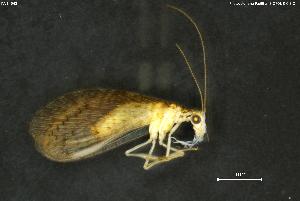  (Micromus timidus - INV14643)  @11 [ ] Creative Commons Attribution NonCommercial ShareAlike (2024) (2024) Research Center in Biodiversity and Genetic Resources Research Center in Biodiversity and Genetic Resources