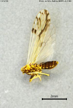  ( - INV14720)  @11 [ ] Creative Commons Attribution NonCommercial ShareAlike (2024) (2024) Research Center in Biodiversity and Genetic Resources Research Center in Biodiversity and Genetic Resources