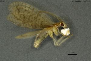  ( - INV14724)  @11 [ ] Creative Commons Attribution NonCommercial ShareAlike (2024) (2024) Research Center in Biodiversity and Genetic Resources Research Center in Biodiversity and Genetic Resources