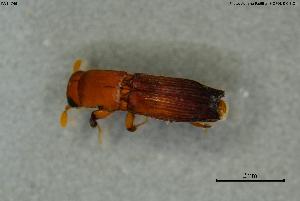  ( - INV14749)  @11 [ ] Creative Commons Attribution NonCommercial ShareAlike (2024) (2024) Research Center in Biodiversity and Genetic Resources Research Center in Biodiversity and Genetic Resources