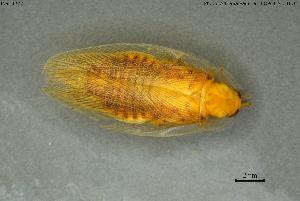 ( - INV14772)  @11 [ ] Creative Commons Attribution NonCommercial ShareAlike (2023) (2024) Research Center in Biodiversity and Genetic Resources Research Center in Biodiversity and Genetic Resources