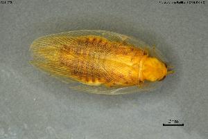  ( - INV14772)  @11 [ ] Creative Commons Attribution NonCommercial ShareAlike (2024) (2024) Research Center in Biodiversity and Genetic Resources Research Center in Biodiversity and Genetic Resources