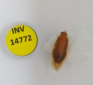  ( - INV14772)  @11 [ ] Creative Commons Attribution NonCommercial ShareAlike (2024) (2023) Research Center in Biodiversity and Genetic Resources Research Center in Biodiversity and Genetic Resources