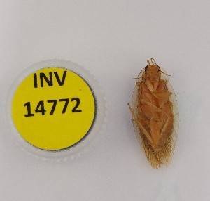  ( - INV14772)  @11 [ ] Creative Commons Attribution NonCommercial ShareAlike (2024) (2023) Research Center in Biodiversity and Genetic Resources Research Center in Biodiversity and Genetic Resources