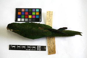  ( - IAvH-CT 14722)  @11 [ ] CreativeCommons - Attribution Share-Alike (2014) Unspecified Instituto de Investigacion de Recursos Biologicos Alexander von Humboldt