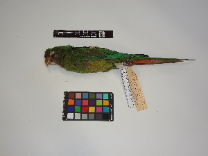  ( - IAvH-CT 14726)  @11 [ ] CreativeCommons - Attribution Share-Alike (2014) Unspecified Instituto de Investigacion de Recursos Biologicos Alexander von Humboldt