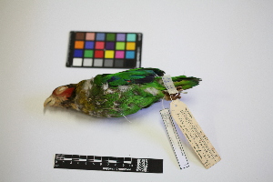  (Pyrilia pulchra - IAvH-CT 14757)  @11 [ ] CreativeCommons - Attribution Share-Alike (2014) Unspecified Instituto de Investigacion de Recursos Biologicos Alexander von Humboldt