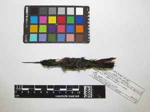  ( - IAvH-CT 17383)  @11 [ ] CreativeCommons - Attribution Share-Alike (2015) Unspecified Instituto de Investigacion de Recursos Biologicos Alexander von Humboldt