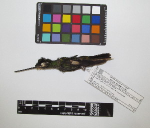  ( - IAvH-CT 17383)  @11 [ ] CreativeCommons - Attribution Share-Alike (2015) Unspecified Instituto de Investigacion de Recursos Biologicos Alexander von Humboldt