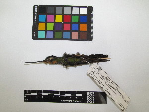  ( - IAvH-CT 17383)  @11 [ ] CreativeCommons - Attribution Share-Alike (2015) Unspecified Instituto de Investigacion de Recursos Biologicos Alexander von Humboldt