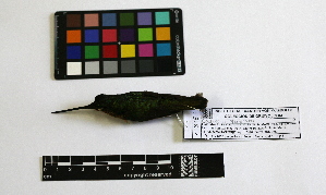  (Coeligena phalerata - IAvH-CT 485)  @12 [ ] CreativeCommons - Attribution Share-Alike (2014) Unspecified Instituto de Investigacion de Recursos Biologicos Alexander von Humboldt