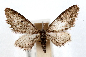  (Eupithecia prostrata - IAWAZ-0680)  @14 [ ] CreativeCommons - Attribution (2009) CBG Photography Group Centre for Biodiversity Genomics