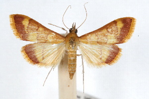  (Pyrausta pseudonythesalis - IAWAZ-0448.1)  @15 [ ] CreativeCommons - Attribution (2009) CBG Photography Group Centre for Biodiversity Genomics