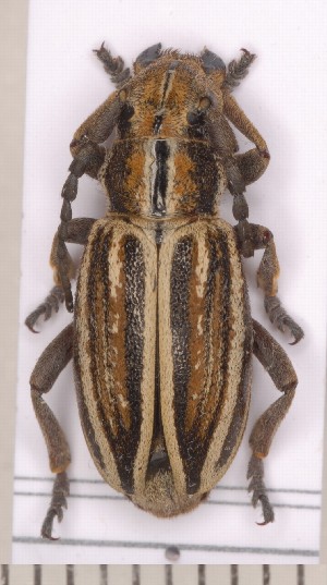  (Iberodorcadion aguadoi - CLV2119)  @14 [ ] Copyright (2011) David C. Lees Unspecified