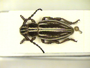  (Iberodorcadion fuliginator - CLV9409)  @14 [ ] Unspecified (default): All Rights Reserved  Unspecified Unspecified