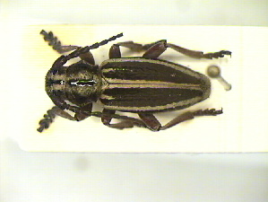  ( - CLV9709)  @11 [ ] Unspecified (default): All Rights Reserved  Unspecified Unspecified