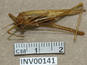  ( - INV00141)  @11 [ ] CreativeCommons - Attribution (2016) EnvMetaGen Research Center in Biodiversity and Genetic Resources