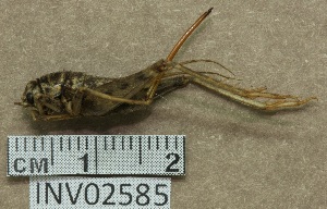  (Gryllomorpha longicauda - INV02585)  @11 [ ] CreativeCommons - Attribution (2016) EnvMetaGen Research Center in Biodiversity and Genetic Resources