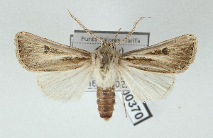  (Agrotis graslini - AOCLep02909)  @11 [ ] Copyright (2023) A.S. Ortiz Unspecified