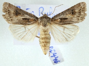  (Agrotis sp. AOC01 - AOCLep02934)  @11 [ ] Copyright (2023) A.S. Ortiz Unspecified