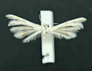  ( - AOCLep03046)  @11 [ ] Copyright (2024) A.S. Ortiz Unspecified