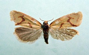  (Agapeta angelana - AOCLep03166)  @11 [ ] Copyright (2025) A.S. Ortiz Unspecified