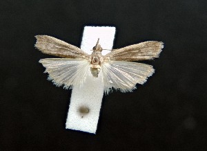  (Ancylosis ancylosis sp. aoc01 - AOCLep03177)  @11 [ ] Copyright (2025) A.S. Ortiz Unspecified