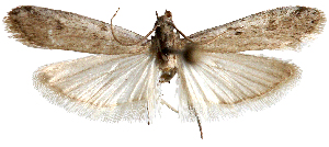  (Phycitodes phycitodes sp. aoc01 - AOCLep03251)  @11 [ ] Copyright (2025) A.S. Ortiz Unspecified
