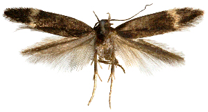  (Aproaerema sp. AOC01 - AOCLep03253)  @11 [ ] Copyright (2025) A.S. Ortiz Unspecified