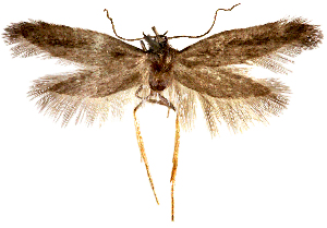  (Kasyniana kasyniana sp. aoc01 - AOCLep03254)  @11 [ ] Copyright (2025) A.S. Ortiz Unspecified