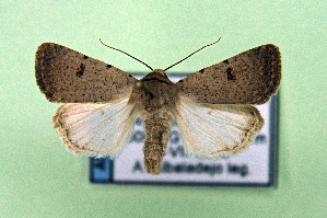  ( - AOCLep03358)  @11 [ ] Copyright (2025) A.S. Ortiz Unspecified