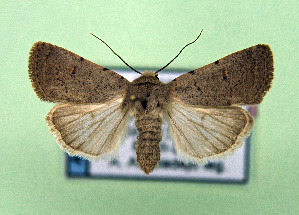  ( - AOCLep03359)  @11 [ ] Copyright (2025) A.S. Ortiz Unspecified