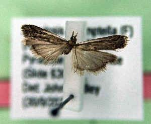  (Ancylosis diremptella - AOCLep03406)  @11 [ ] Copyright (2025) A.S. Ortiz Unspecified