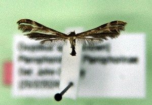  (Oxyptilus sp. AOC01 - AOCLep03407)  @11 [ ] Copyright (2025) A.S. Ortiz Unspecified