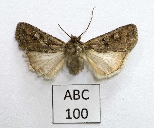  ( - AOCLep03450)  @11 [ ] Copyright (2025) A.S. Ortiz Unspecified