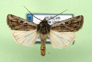  ( - AOCLep03528)  @11 [ ] Copyright (2025) A.S. Ortiz Unspecified