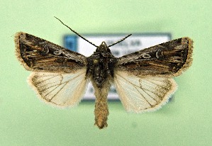  ( - AOCLep03529)  @11 [ ] Copyright (2025) A.S. Ortiz Unspecified