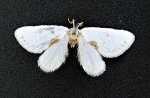  ( - AOCLep03558)  @11 [ ] Copyright (2025) A.S. Ortiz Unspecified