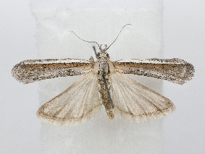  (Pima AOC01 - AOCLep03572)  @11 [ ] Copyright (2025) A.S. Ortiz Unspecified